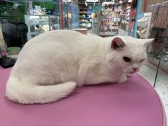 -FAELING PETS美天灵宠物(合生汇店)