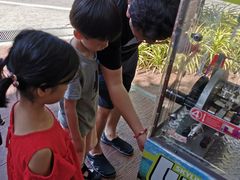-圣淘沙天际线斜坡滑车