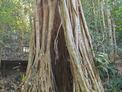 -中国科学院西双版纳热带植物园
