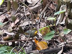 -杭州半山国家森林公园