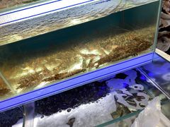 水产区-盒马鲜生(岭南新世界店)