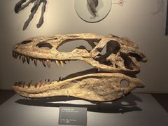 -自贡恐龙博物馆