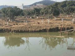 -呼吸森林·生态农庄农家乐私房菜