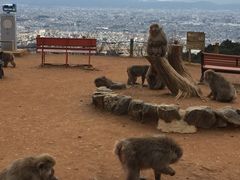 -岚山猴子公园