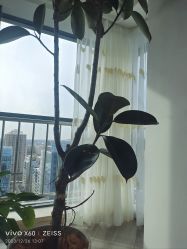-HEYAN荷妍专业脱毛连锁机构