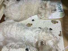 -半岛宠物医院24小时(西派城店)