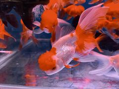 -桂林市花鸟市场