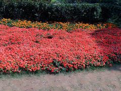 -金鸡山公园