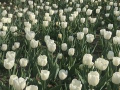 -石家庄市植物园