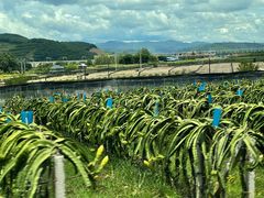 -野象谷景区