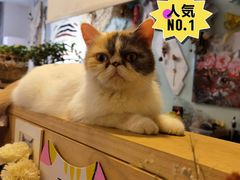 -平行世界·猫咖(首经贸店)