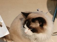 -怪兽屋·羊驼·猫咖·狗咖(俊华广场店)