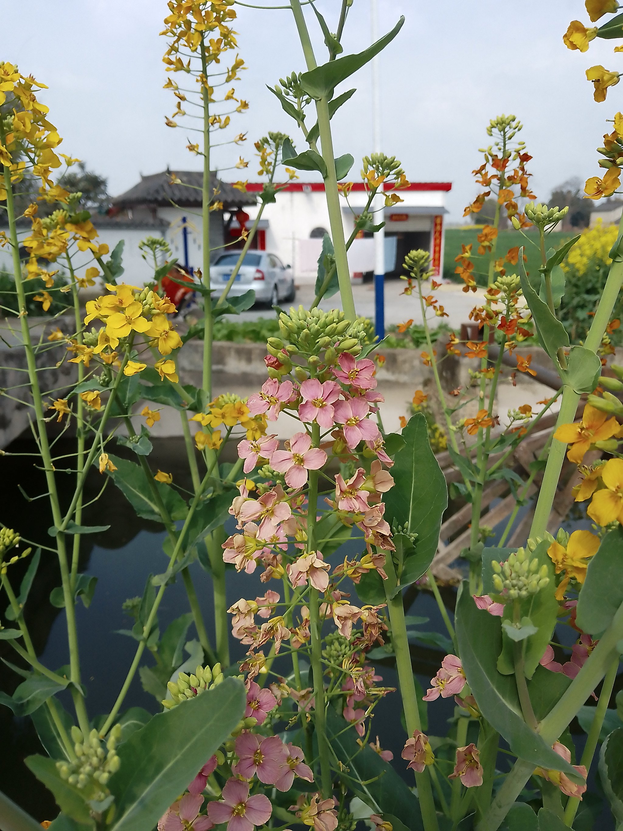 霸州煎茶铺万亩油菜花图片