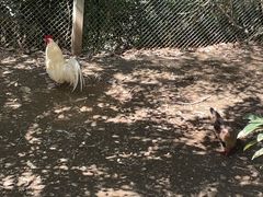 -泉州海丝野生动物世界