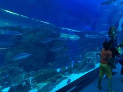 -迪拜水族馆及水下动物园