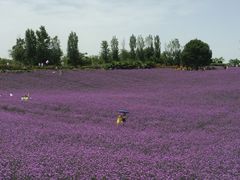 -紫颐香薰山谷景区