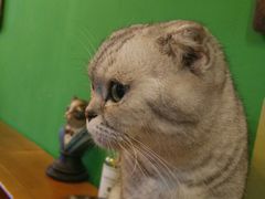 -李小姐の猫咖啡馆(五角场店)