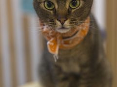 -柴迷FANS CLUB·柴犬狗咖·猫咖