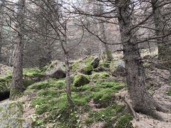 -芦芽山旅游度假区