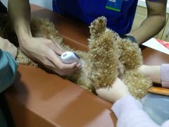 -芭比堂宠物医院·全科爱猫医院·仁德分院