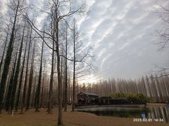-黄海国家森林公园