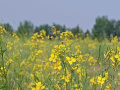-汉长安城未央宫国家考古遗址公园