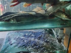 -煲来饱去冷水鱼