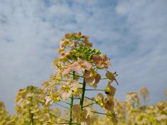 -中国天府农业博览园