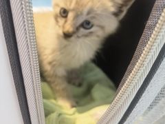 -爱诺动物医院(崂山店)