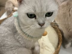 -怪兽屋·羊驼·猫咖·狗咖(俊华广场店)