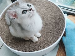 -70cat德文卷毛猫·缅因猫纯种猫舍