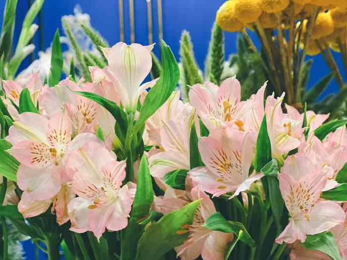 cloris floral(官舍店)-"我太能拖欠了!so就在这里吧!94好像.