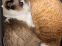 -瑞派康怡24h宠物医院·犬猫医疗中心·微创绝育(瑞景分院)