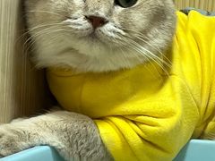 -屋虎猫馆(宝安大仟里店)