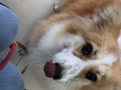 -宠福鑫康馨动物医院·骨科·眼科