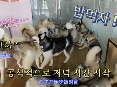 -Husky Go! 哈士奇体验馆·宠物咖啡厅狗咖
