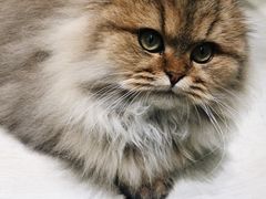 -猫亿天猫咖