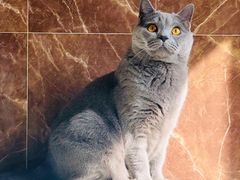 -猫咪博物馆(顶澳仔猫街店)