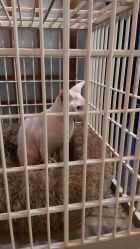 -木子·纹身店TATTOO穿孔·洗纹身