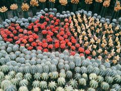 -南山植物园