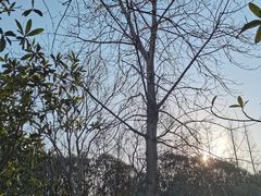 -上海山野camping·户外天幕烧烤·团建拓展营地