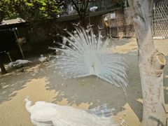 -保定市动物园