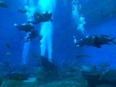 -亚特兰蒂斯•OSSIANO奥西亚诺海底餐厅