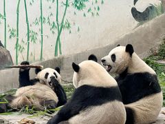-中国大熊猫保护研究中心雅安碧峰峡基地