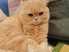 -CAT’S MEWSTAR CAFE·喵星球猫屋(晴湾咖啡店)