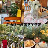吃100家甜品店 | 今天是和治愈小狗的一天