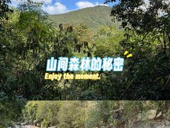 -霸王岭国家森林公园