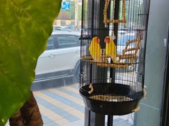 -猫十亿·布偶金渐层·曼基康矮脚猫舍(青年路店)