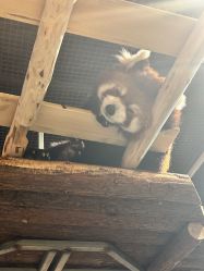 -Zoolung Zoolung动物主题公园(海信广场店)