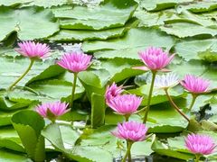 -荔湾湖公园